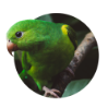 imagem papagaio